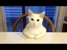 a white cat is sitting on a table in a chair .