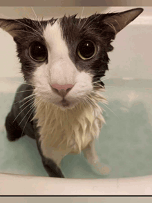 a black and white cat is sitting in a bathtub looking at the camera