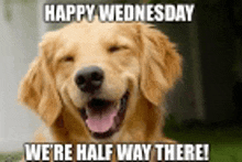 a dog is smiling and laying on the grass with the words `` happy wednesday we 're half way there '' .