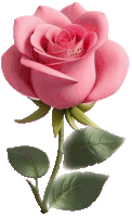 a pink rose with the name a.c. written on it