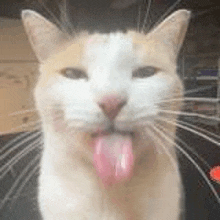 a close up of a cat 's face with its tongue hanging out .