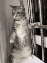 a cat is standing on its hind legs next to a window .