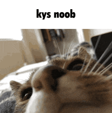 a close up of a cat with the words kys noob below it