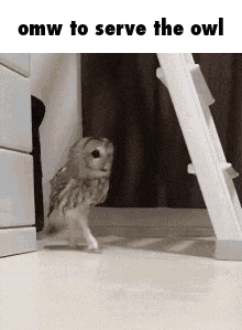 an owl is walking towards a ladder with the words omw to serve the owl below it .