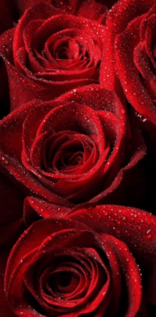 red roses with water drops on them on a black background