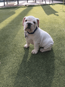 a white dog with a blue collar is sitting on a green lawn