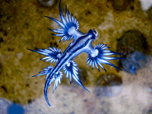 a blue and white creature with wings is swimming in the water