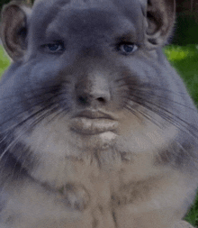 a close up of a chinchilla with a human face on it