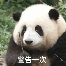 a panda bear is holding a stick in its paws and making a face .