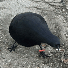 a black bird with a red ring around its feet