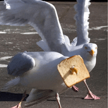 a seagull carrying a piece of bread on its back