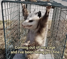 an opossum in a cage with the words coming out of my cage and i 've been doing just fine below it