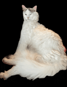 a white cat is laying down with its legs crossed and looking at the camera