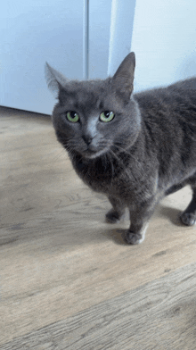 a gray cat with green eyes standing on a wood floor