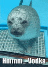 a picture of a seal with a caption that says hmm... vodka