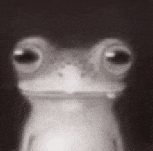 a black and white photo of a frog with big eyes