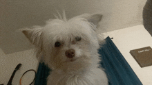 a small white dog laying on a blue blanket next to a book that says i live alone