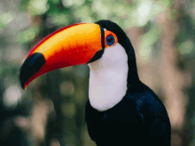 a close up of a toucan with a bright orange beak