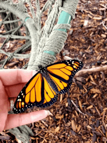 a person holding a butterfly in their hand with a ring on their finger