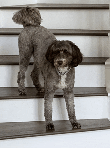 two dogs are standing on a set of stairs looking at the camera