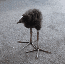 a black bird with a white beak is standing on a carpet