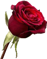 a single red rose with a green stem and leaves on a white background