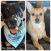 a black dog wearing a happy bandana next to a tan dog