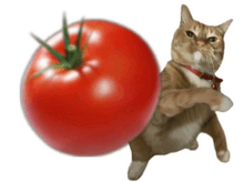 a cat with a red collar is standing next to a large tomato