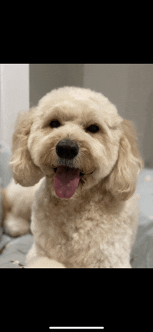 a close up of a small dog with its tongue hanging out