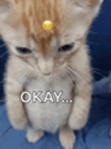 a kitten with a yellow smiley face on its head says okay .