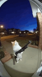 a cat is holding a shotgun in its paws