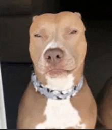 a brown and white dog wearing a blue collar is sitting down with its eyes closed and making a funny face .