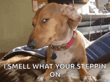 a dachshund is sitting on a bed with the caption " i smell what your steppin ' on " written below it