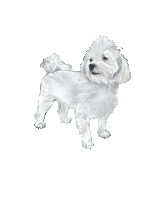 a small white dog with a fluffy tail standing on a white background