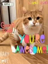 a cat with the words you 're awesome written on it