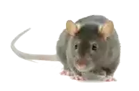 a rat with a long tail looks at the camera on a white background