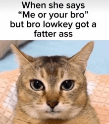 a cat with a caption that says " when she says " me or your bro but bro lowkey got a fatter ass "