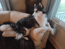 a husky dog laying on a white couch