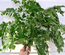 a person is holding a bunch of green leaves in their hand in front of a white wall .