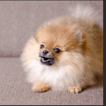 a pomeranian dog is sitting on a couch looking at the camera