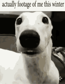 a white dog with a black nose is looking at the camera with a caption that says actually footage of me this winter