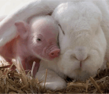 a small pink pig laying next to a white rabbit in a pile of hay