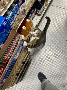 a cat in a grocery store reaching for a box of tornado shells