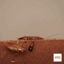 two cockroaches are crawling on a piece of wood with a logo for apex pest control