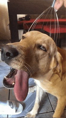 a dog is being massaged by a person wearing nike sandals