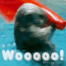 a seal is holding a red float in the water with the words woooo on the bottom