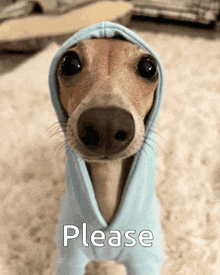 a dog wrapped in a blue blanket with the words please written on it .