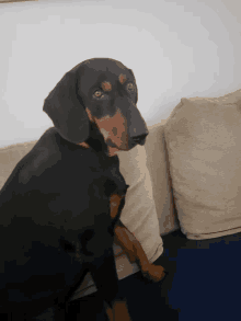 a black and brown dog is sitting on a couch and looking at the camera