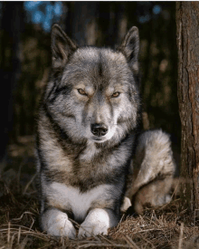 a close up of a wolf laying in the grass near a tree