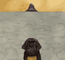 a dog is standing in front of a mountain in the clouds .